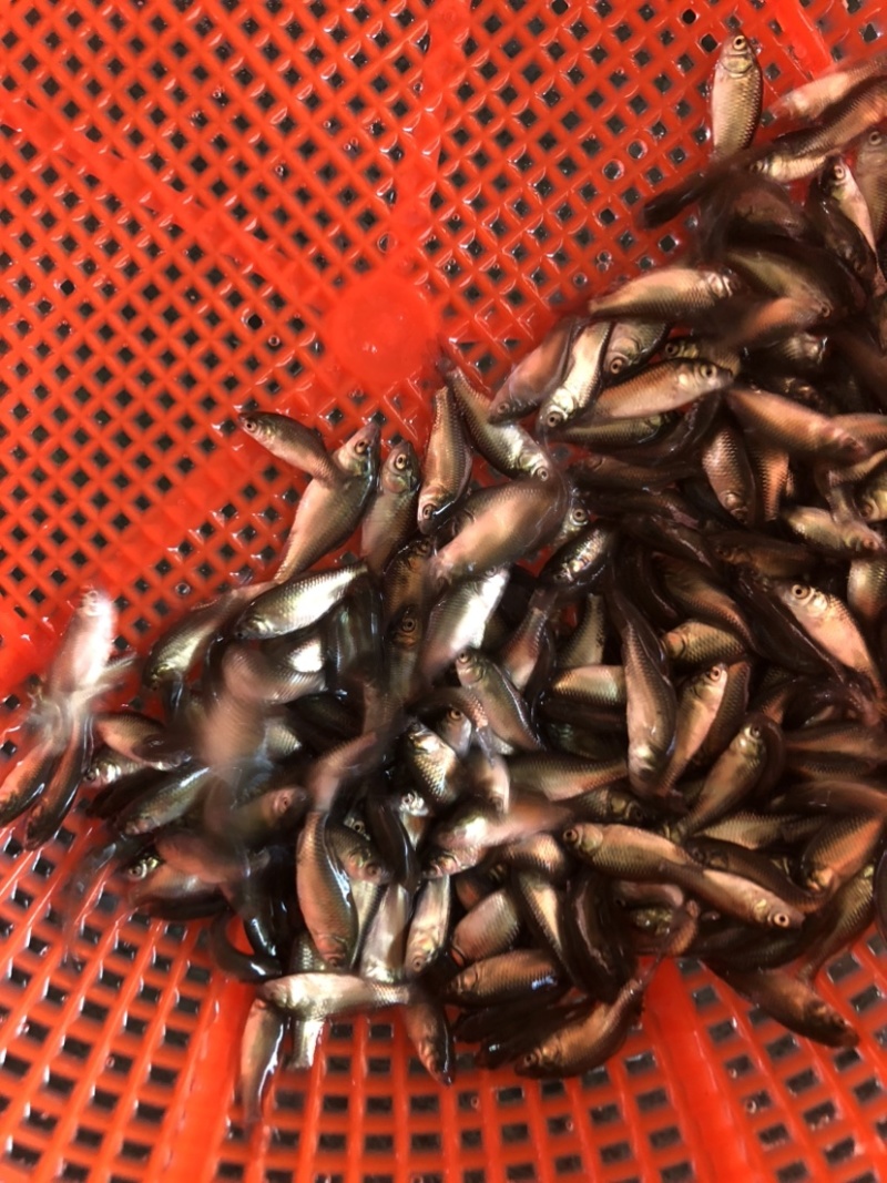 鲫鱼银鲫黄金鲫四倍体六倍体中科三中科五