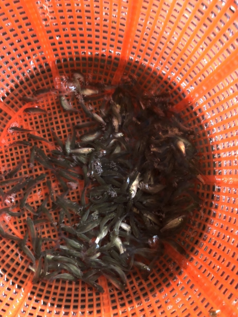 鲫鱼银鲫黄金鲫四倍体六倍体中科三中科五