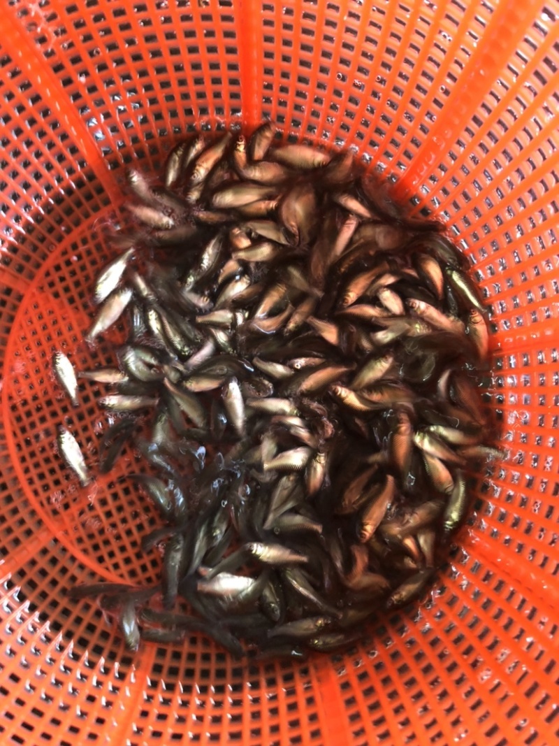 鲫鱼银鲫黄金鲫四倍体六倍体中科三中科五