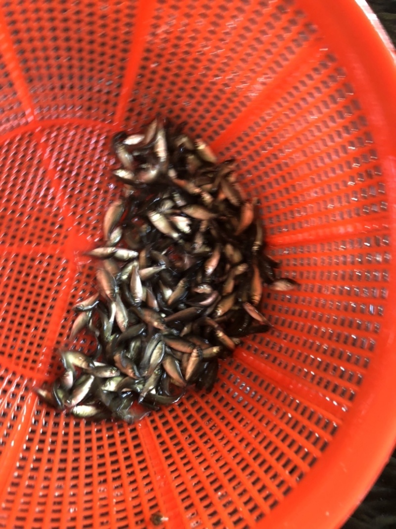 鲫鱼银鲫黄金鲫四倍体六倍体中科三中科五