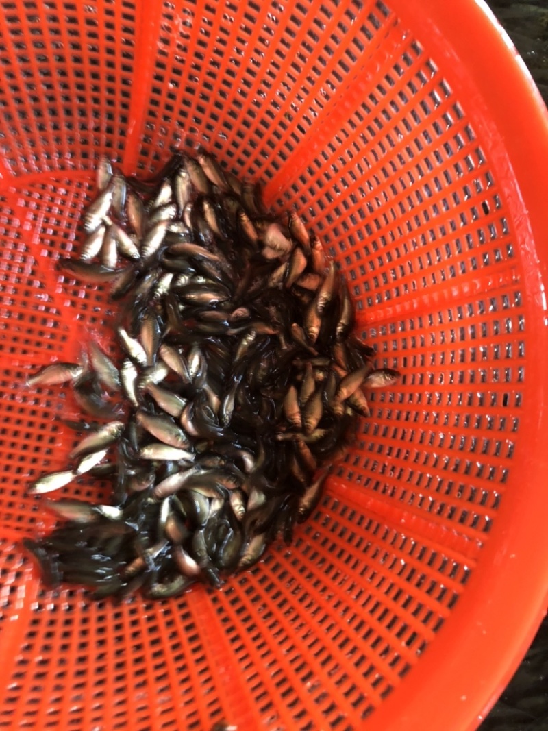鲫鱼银鲫黄金鲫四倍体六倍体中科三中科五