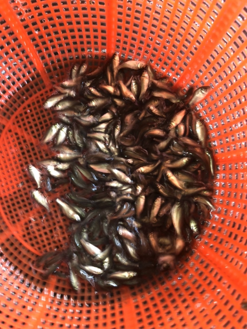 鲫鱼银鲫黄金鲫四倍体六倍体中科三中科五