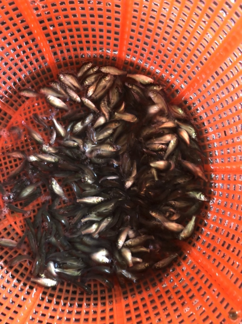 鲫鱼银鲫黄金鲫四倍体六倍体中科三中科五