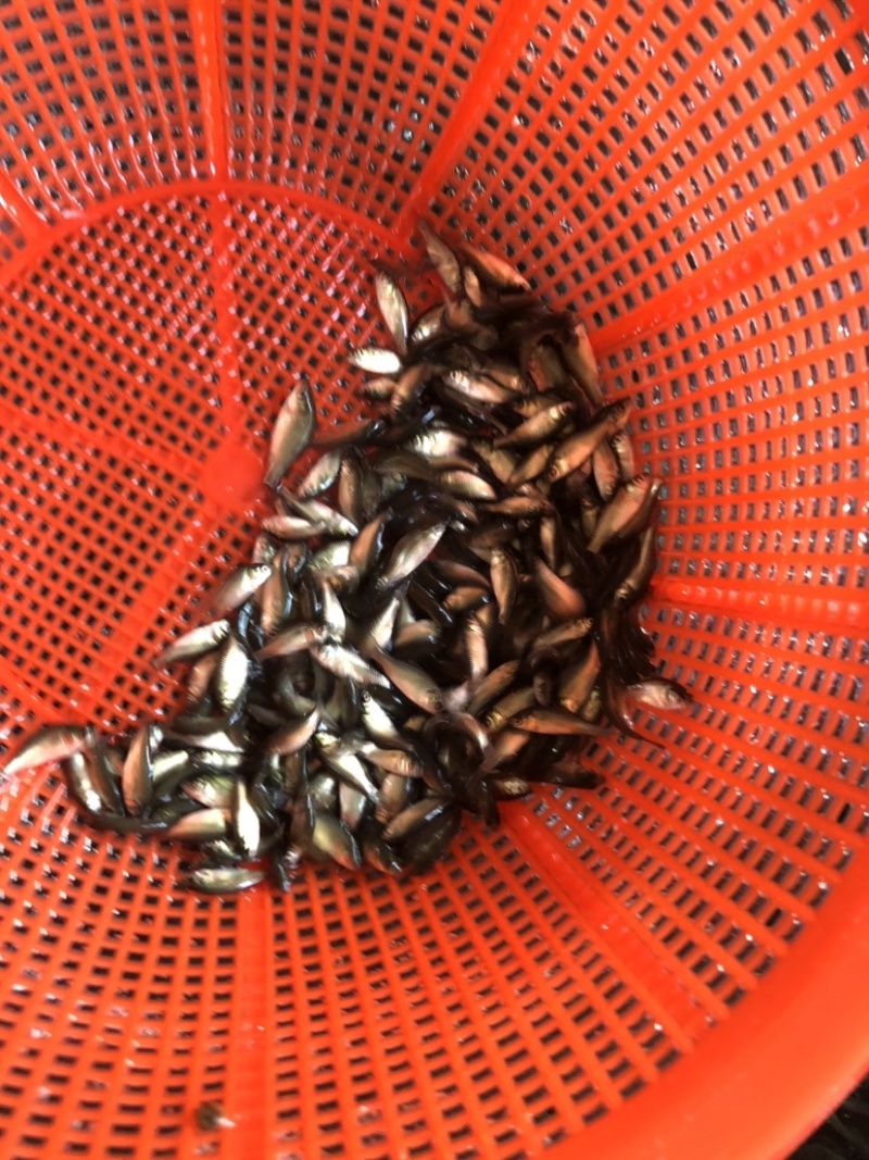 鲫鱼银鲫黄金鲫四倍体六倍体中科三中科五