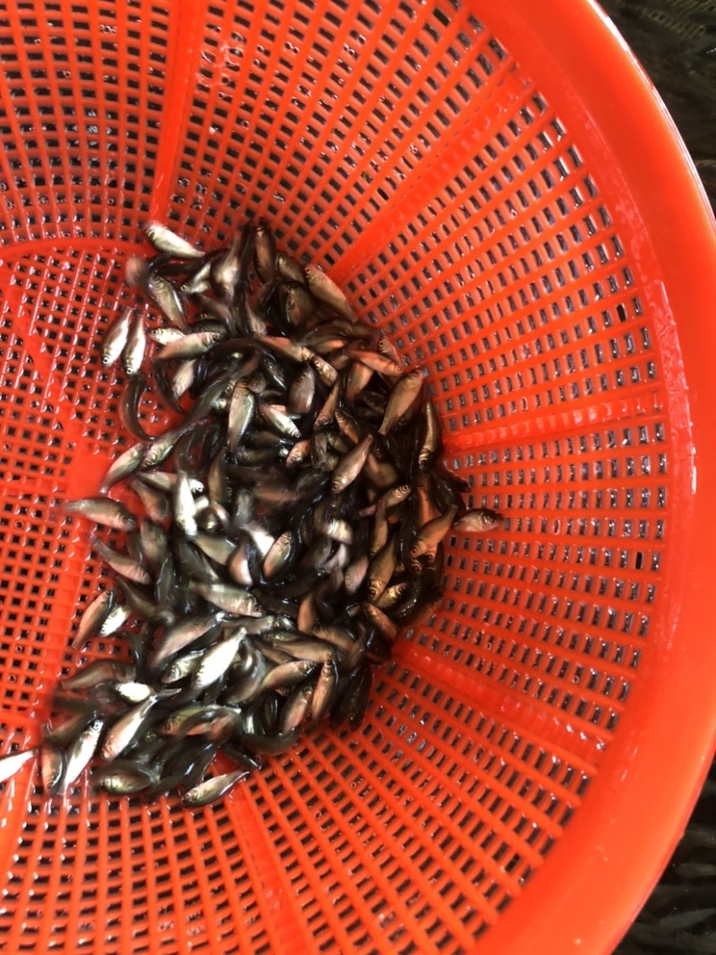 鲫鱼银鲫黄金鲫四倍体六倍体中科三中科五