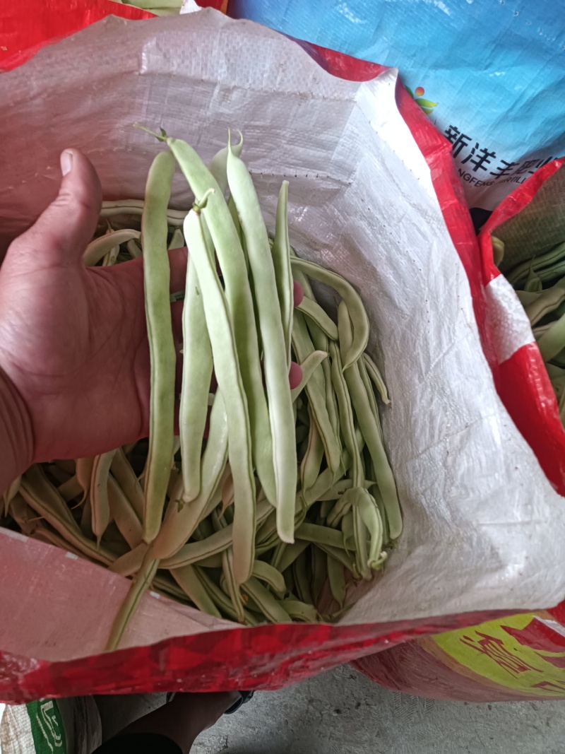 白不老
