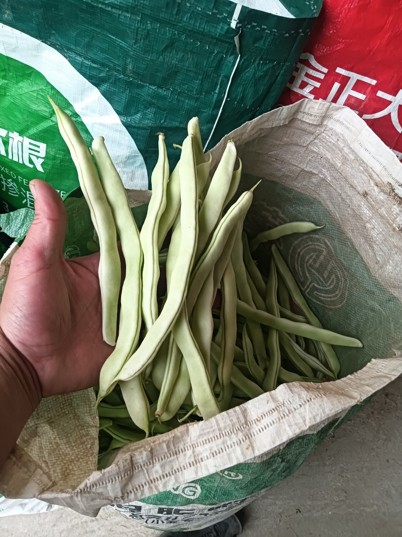 白不老