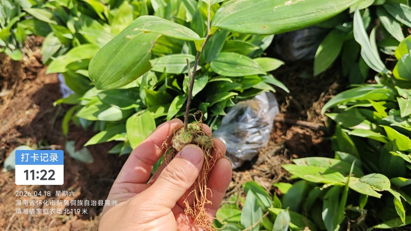 黄精苗黄精籽育苗多花倒苗黄精苗基地黄精苗