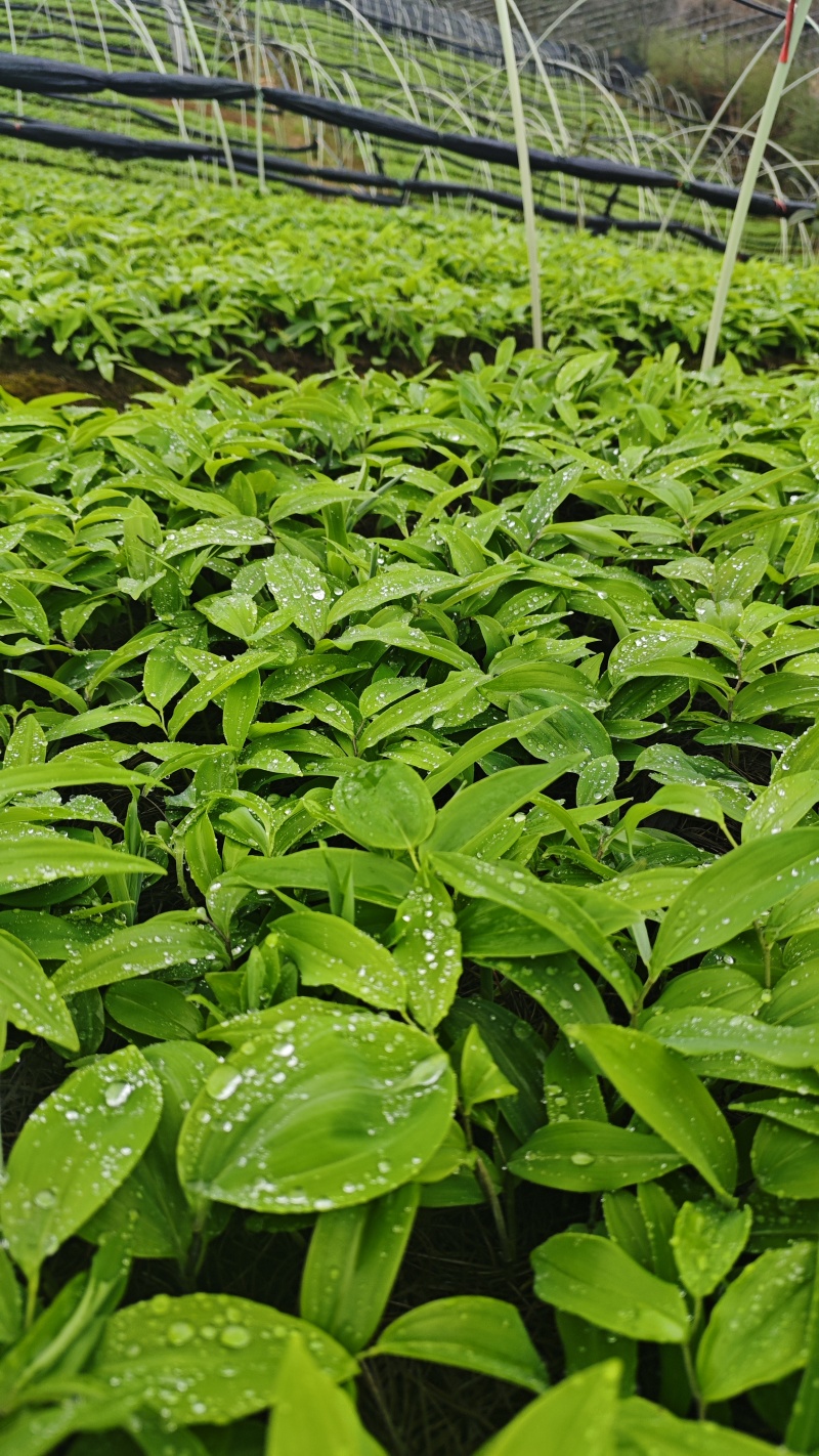 黄精苗黄精籽育苗多花倒苗黄精苗基地黄精苗