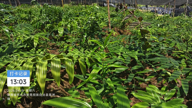 黄精苗黄精籽育苗多花倒苗黄精苗基地黄精苗