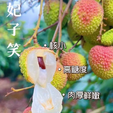 海南妃子笑海南荔枝妃子笑荔枝代发整车对接全网