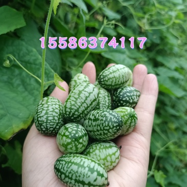 拇指西瓜
