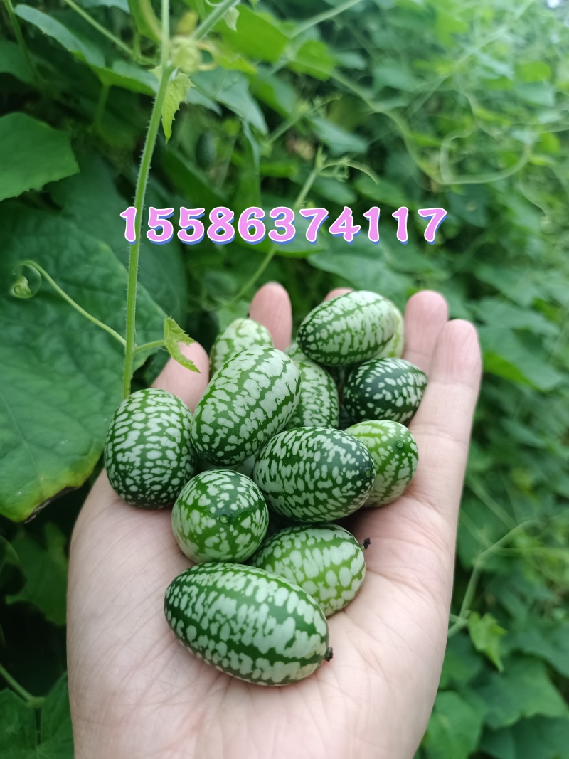 拇指西瓜