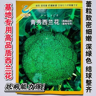 璐通青秀西蓝花种子高品质杂交西兰花种籽新品种春秋两季基地