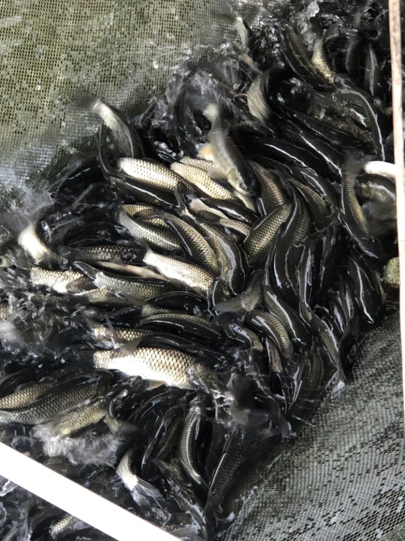 长江一号鲩鱼苗草鱼苗42-43鳞片做两针疫苗