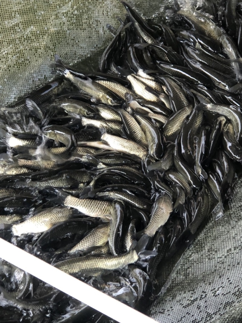 长江一号鲩鱼苗草鱼苗42-43鳞片做两针疫苗