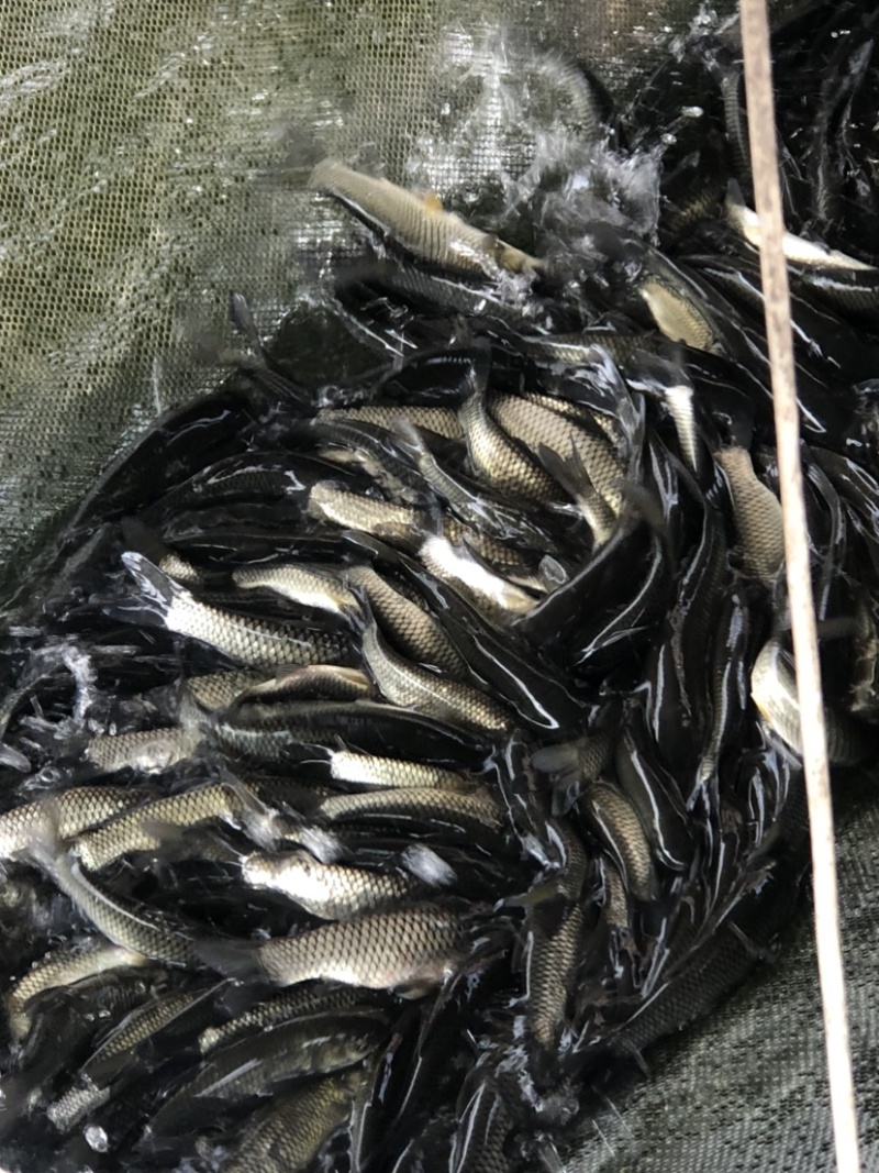 长江一号鲩鱼苗草鱼苗42-43鳞片做两针疫苗