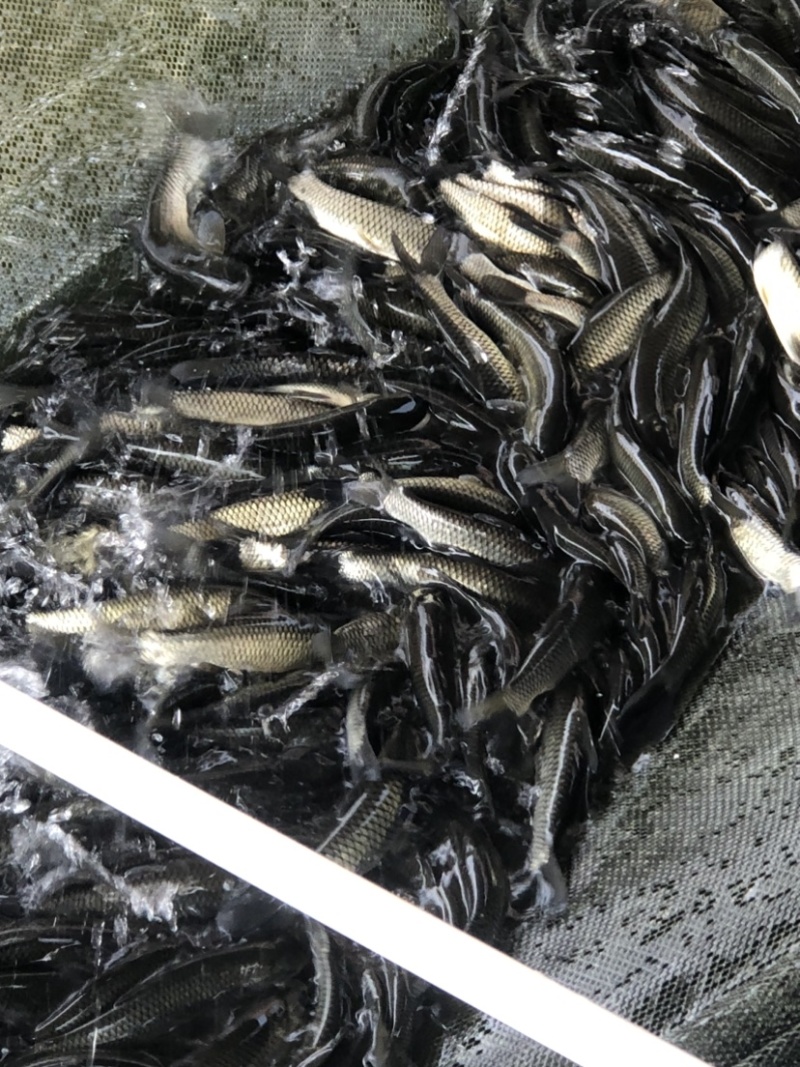 长江一号鲩鱼苗草鱼苗42-43鳞片做两针疫苗