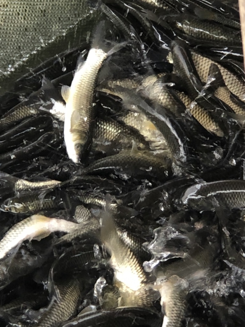 长江一号鲩鱼苗草鱼苗42-43鳞片做两针疫苗