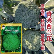 青秀西兰花种子高端杂交西兰花种子深绿色西蓝花青花菜种子