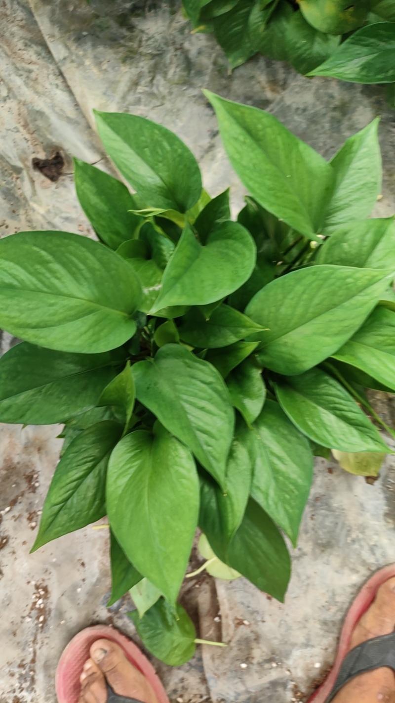 170高红盆