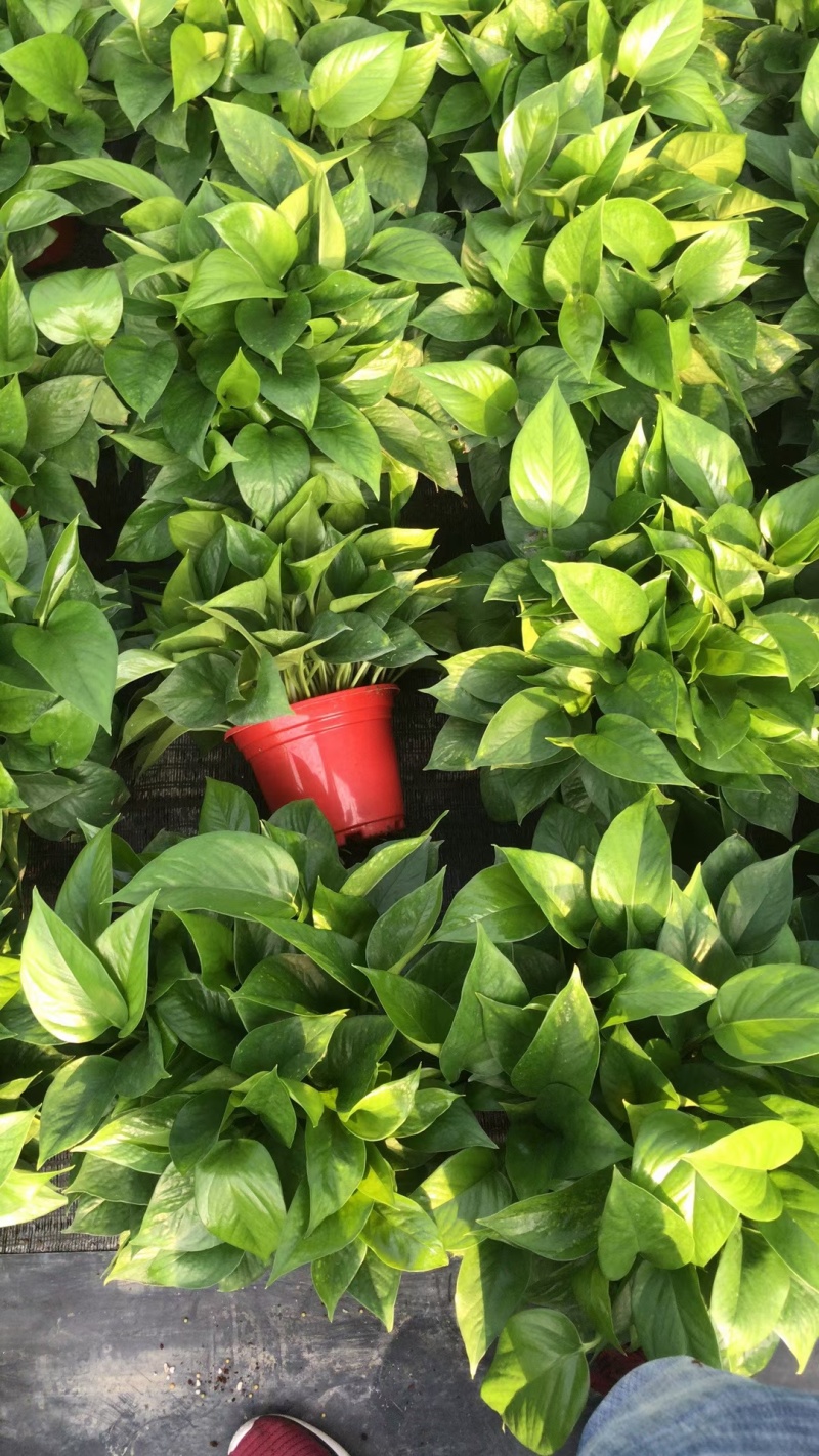 170高红盆