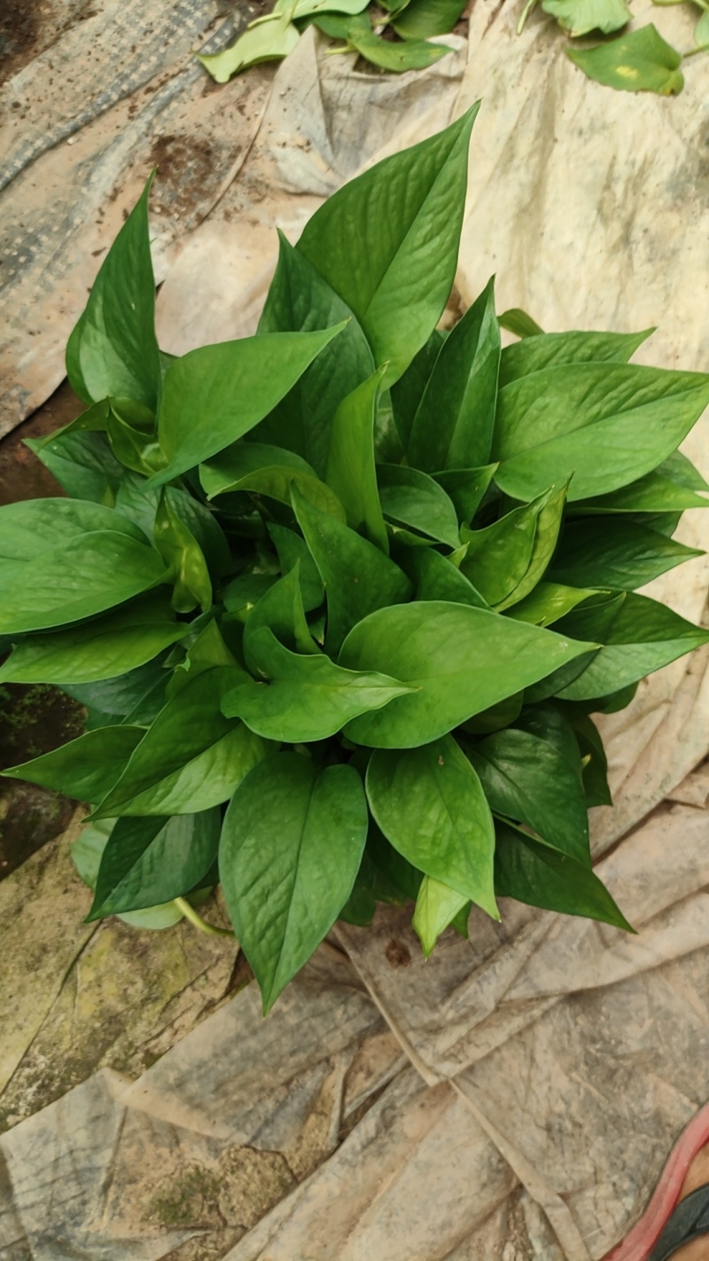 170高红盆