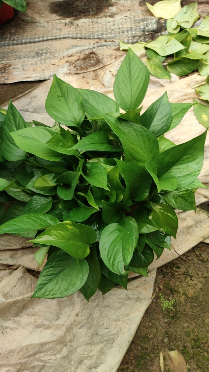 170高红盆