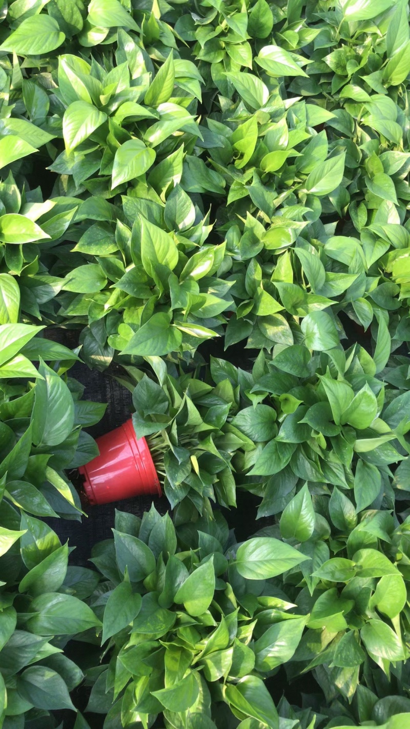 170高红盆