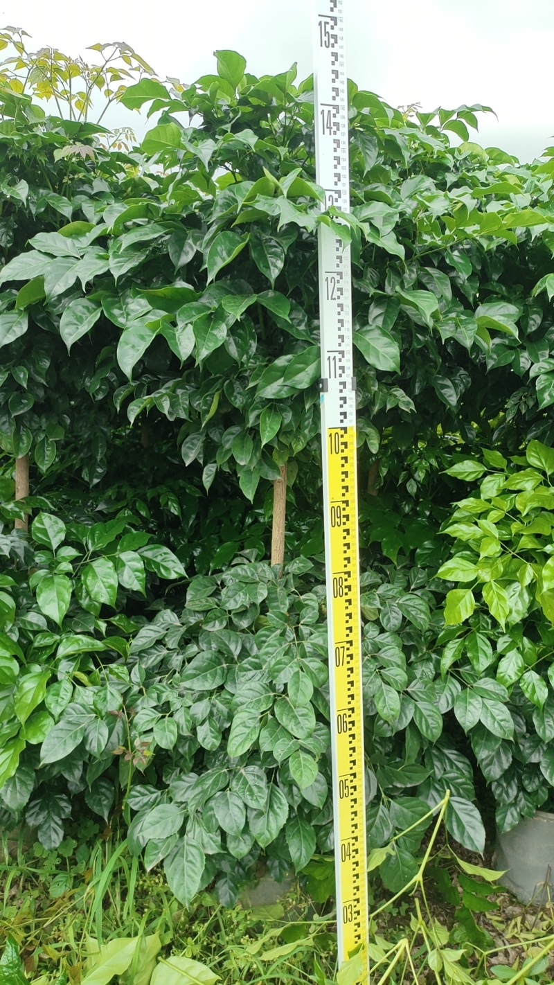 佛山三水幸福树基地直销各种规格幸福树，货好价优