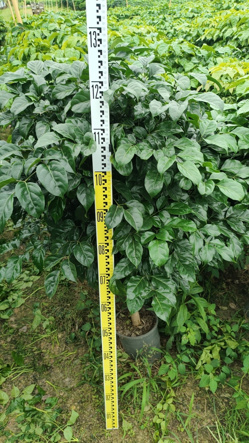 佛山三水幸福树基地直销各种规格幸福树，货好价优