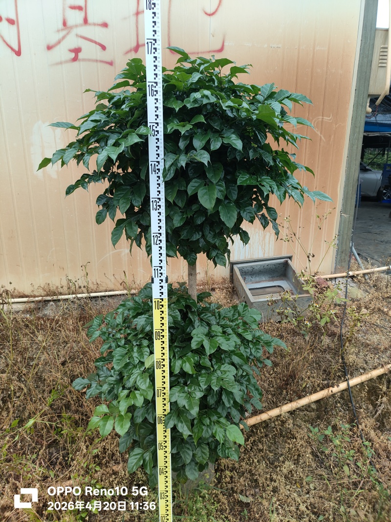 佛山三水幸福树基地直销各种规格幸福树，货好价优