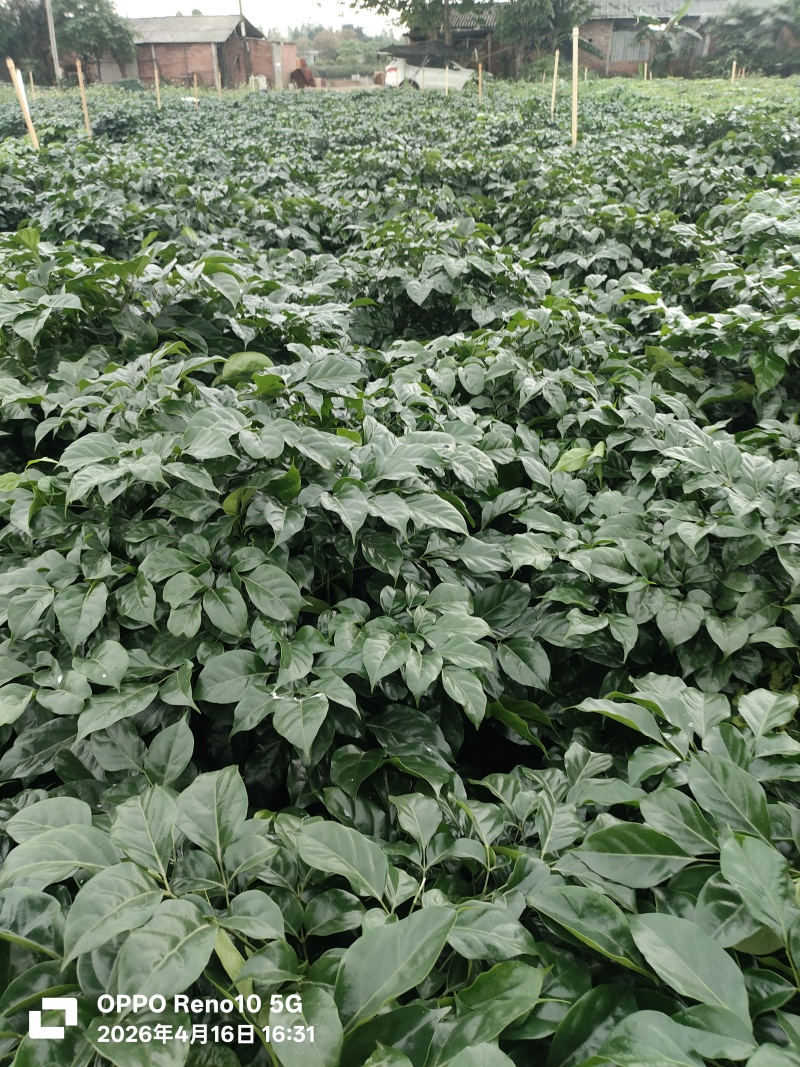 佛山三水幸福树基地直销各种规格幸福树，货好价优