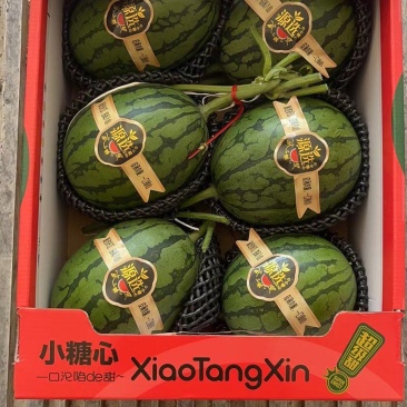 大量上市小吊瓜2k小西瓜一手货源适合市场电商等