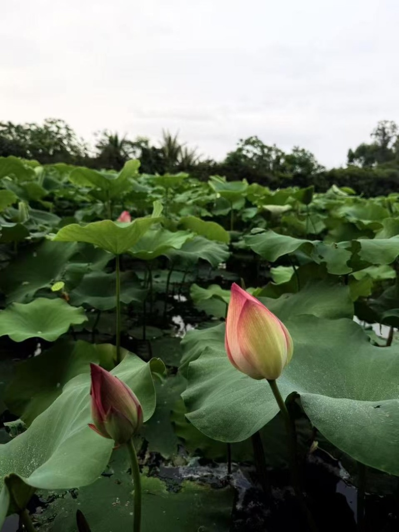今年新出新鲜荷花水果莲蓬基地直供新鲜荷花大量供应
