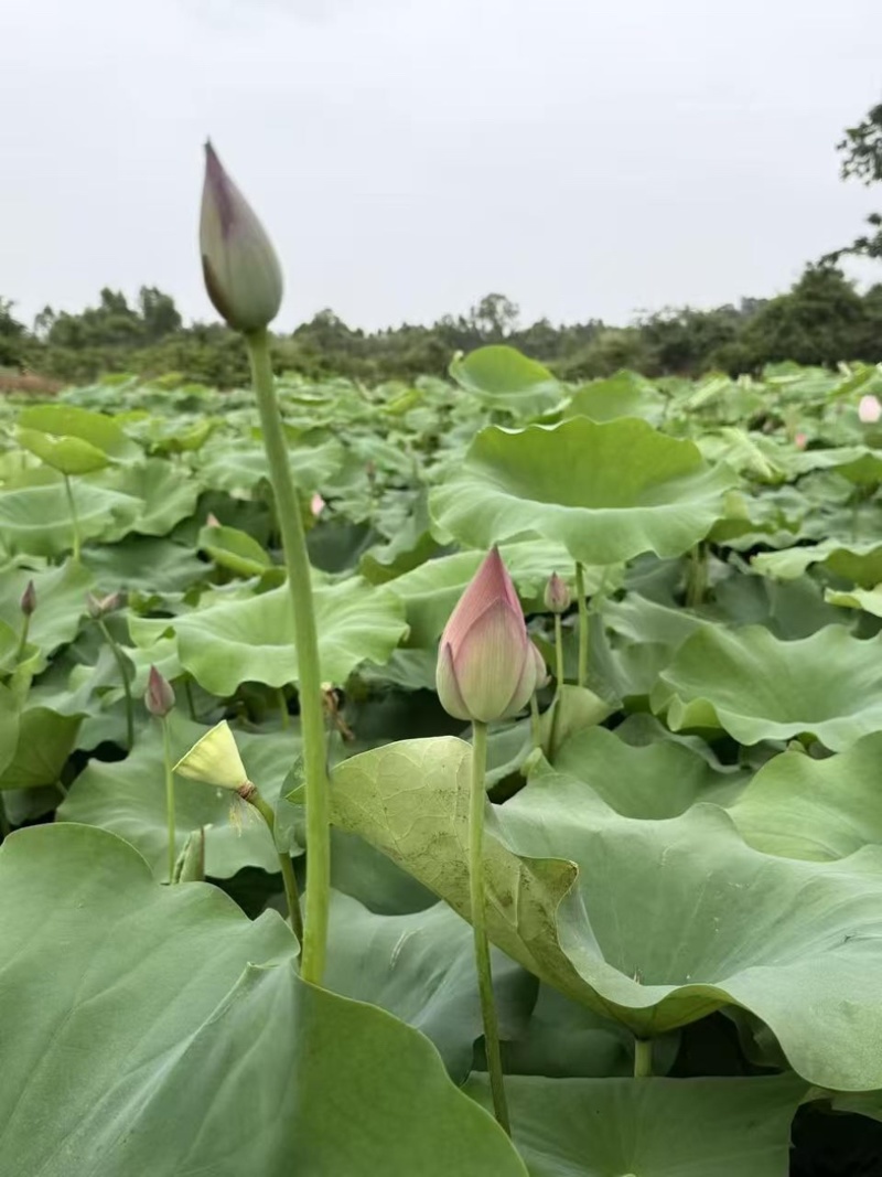 今年新出新鲜荷花水果莲蓬基地直供新鲜荷花大量供应