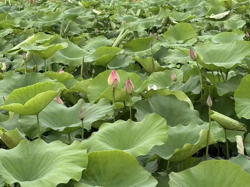 今年新出新鲜荷花水果莲蓬基地直供新鲜荷花大量供应