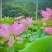 今年新出新鲜荷花水果莲蓬基地直供新鲜荷花大量供应