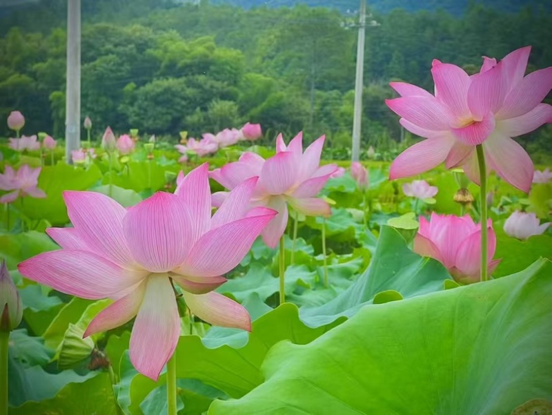 今年新出新鲜荷花水果莲蓬基地直供新鲜荷花大量供应