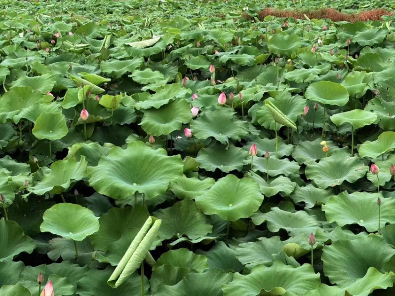 今年新出新鲜荷花水果莲蓬基地直供新鲜荷花大量供应