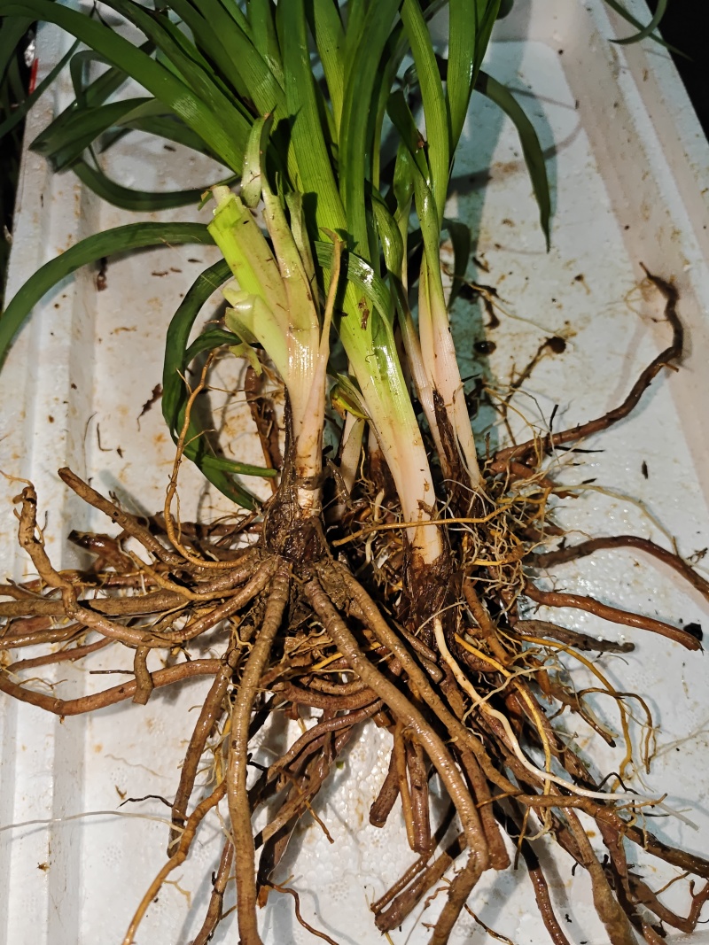 祁东黄花菜根黄花菜种苗苗粗根系发达高产易成活耐热耐寒四季