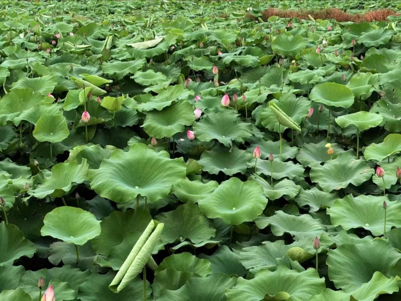 今年新出新鲜荷花水果莲蓬基地直供新鲜荷花大量供应