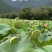 新鲜荷花新鲜荷叶新鲜莲蓬大量供应发货全国各地