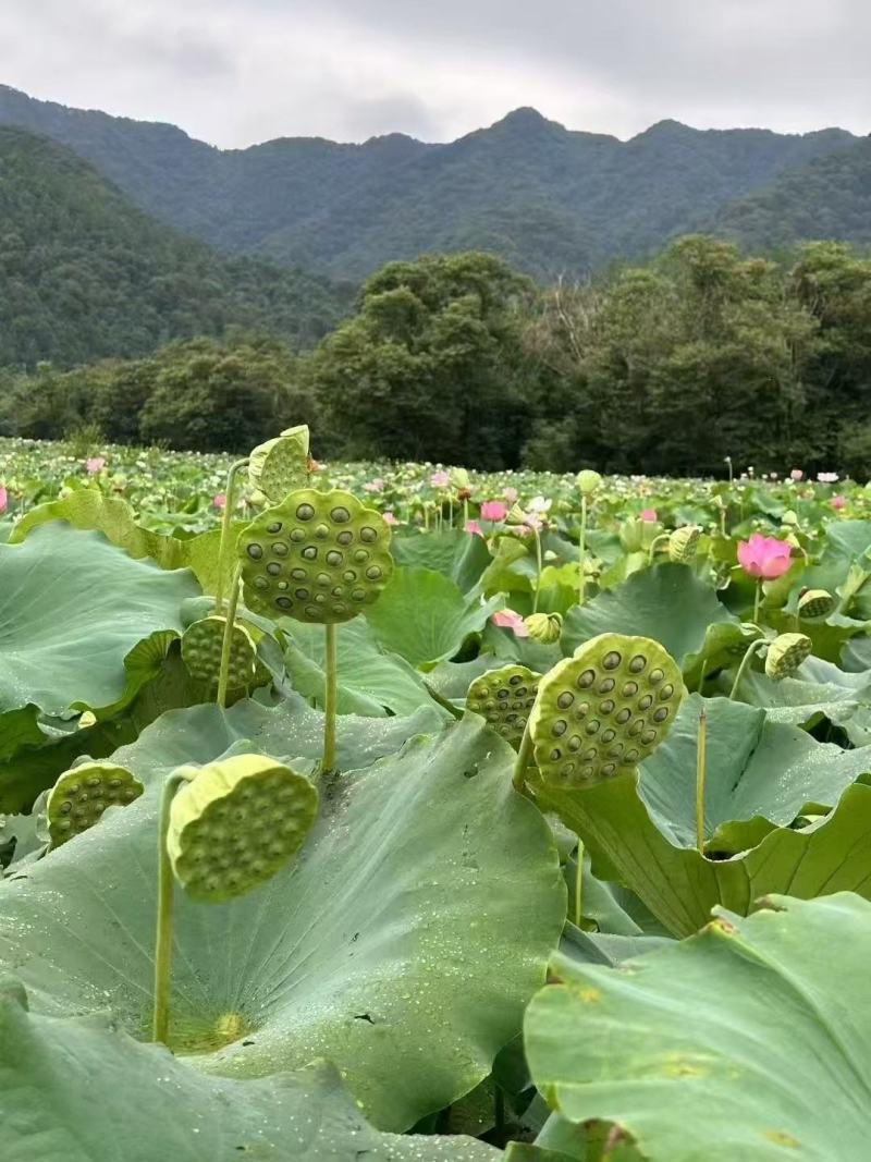 新鲜荷花新鲜荷叶新鲜莲蓬大量供应发货全国各地