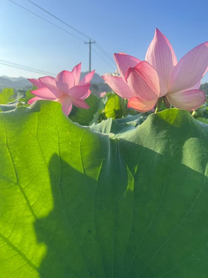 新鲜荷花新鲜荷叶新鲜莲蓬大量供应发货全国各地