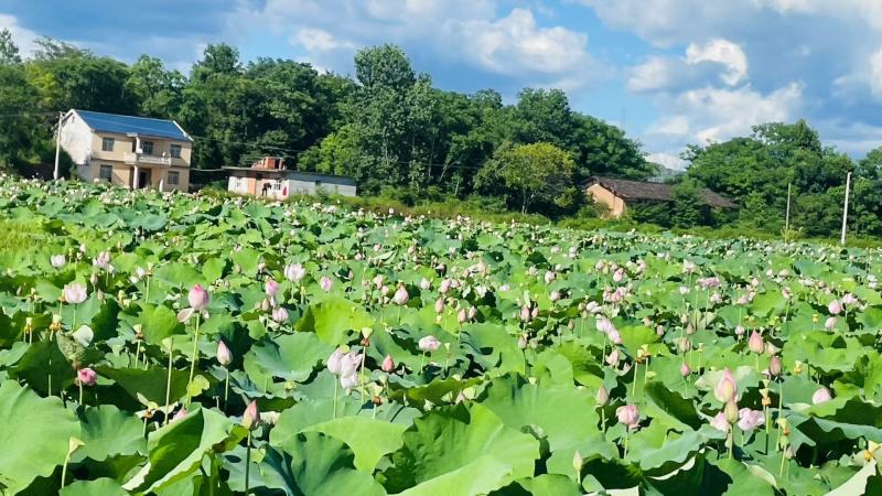 新鲜荷花新鲜荷叶新鲜莲蓬大量供应发货全国各地