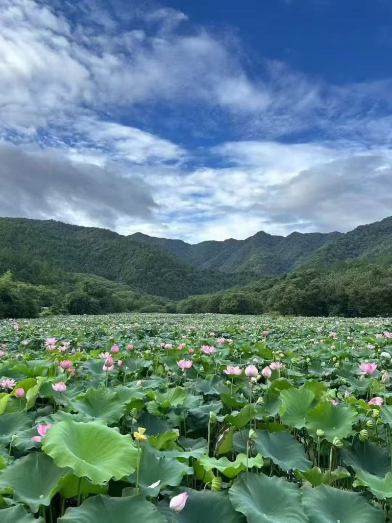 新鲜荷花新鲜荷叶新鲜莲蓬大量供应发货全国各地