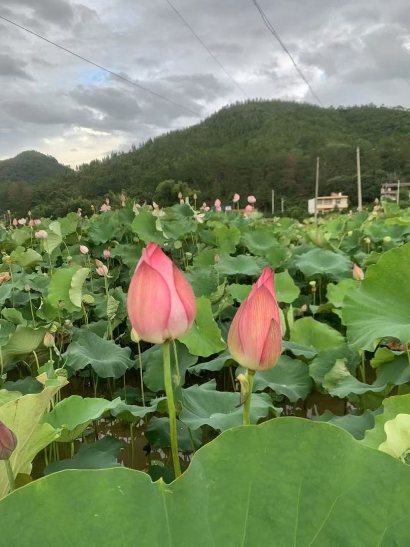 新鲜荷花新鲜荷叶新鲜莲蓬大量供应发货全国各地