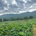 新鲜荷花新鲜荷叶新鲜莲蓬大量供应发货全国各地