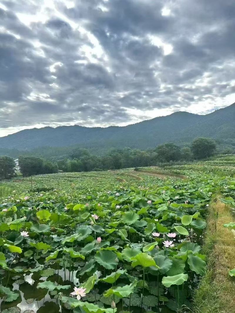 新鲜荷花新鲜荷叶新鲜莲蓬大量供应发货全国各地